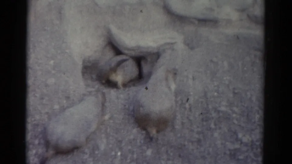 Final 8mm Catskill frame of groundhogs near their burrow, with visible grain, soft focus, and dark frame borders.