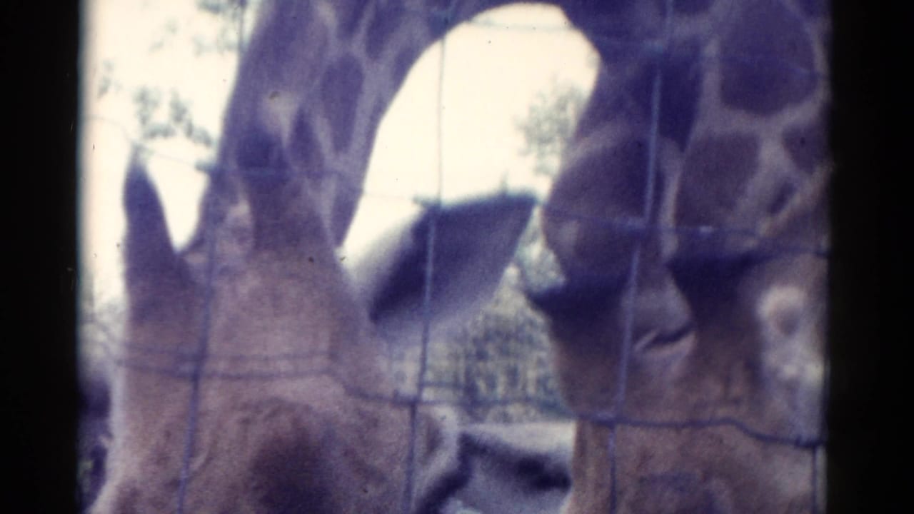 Two giraffes stand close behind wire fencing in 1962 Catskill zoo home-movie footage, their heads lowered near the mesh.