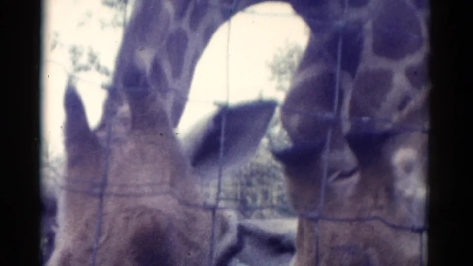 Two giraffes stand close behind wire fencing in 1962 Catskill zoo home-movie footage, their heads lowered near the mesh.