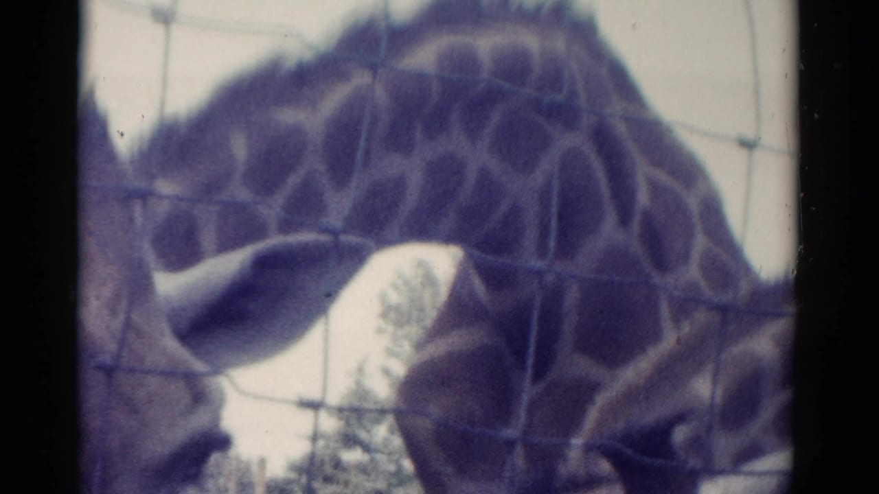 A giraffe with a spotted coat lowers its head behind mesh fencing in the Catskill zoo enclosure.