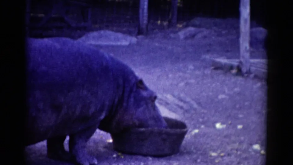 A hippopotamus stands in a dim zoo enclosure and feeds from a round bowl in 1962 Catskill home-movie footage.