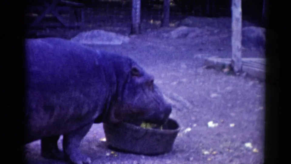 A hippopotamus lowers its mouth toward a round feeding bowl inside a dim zoo enclosure with visible posts and dirt ground.