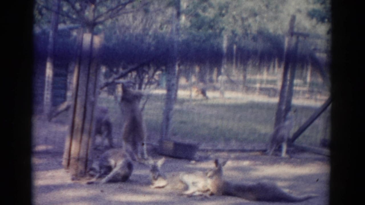 1962 Catskill Zoo home-movie frame showing kangaroos resting and standing in a wire-fenced dirt enclosure with trees behind them.