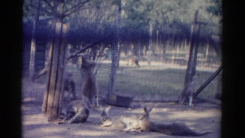 1962 Catskill Zoo home-movie frame showing kangaroos resting and standing in a wire-fenced dirt enclosure with trees behind them.