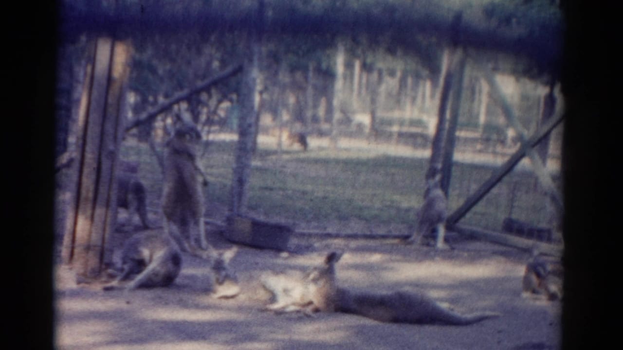 Kangaroos lie on the ground while others stand near posts in a fenced enclosure.