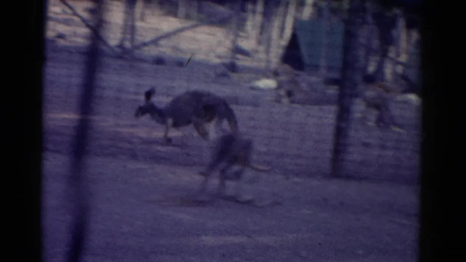 Soft 8mm Catskill Zoo frame showing two kangaroos crossing a shadowed dirt enclosure behind vertical fence posts.
