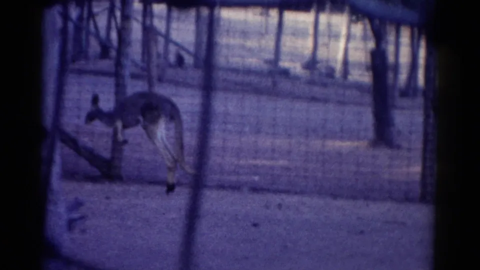 1962 Catskill Zoo frame showing a kangaroo standing near a fallen branch or log within a wire-fenced enclosure.