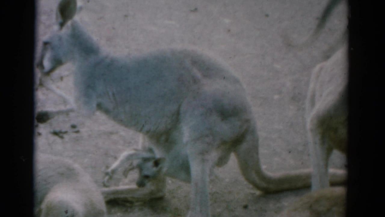 Kangaroo standing in a dirt zoo enclosure with another animal resting nearby.