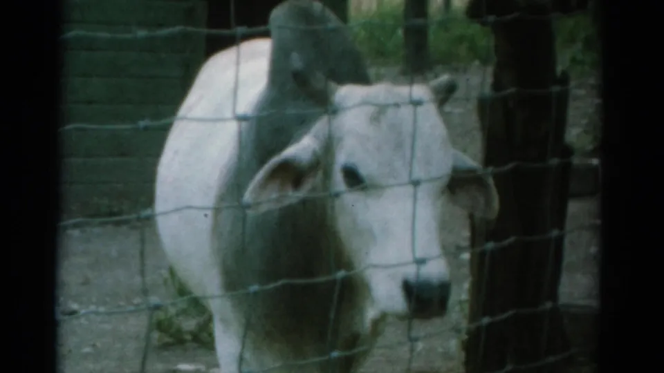 1962 Catskill zoo home-movie frame showing a white cow with small horns viewed through wire fencing.