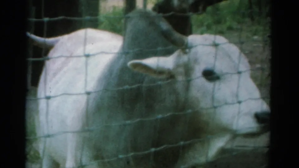 Close 1962 Catskill zoo view of a white horned cow behind wire fencing, filmed from a visitor perspective.