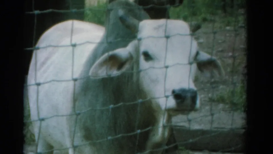 1962 Catskill zoo home-movie frame of a white cow facing the camera through square wire fencing.
