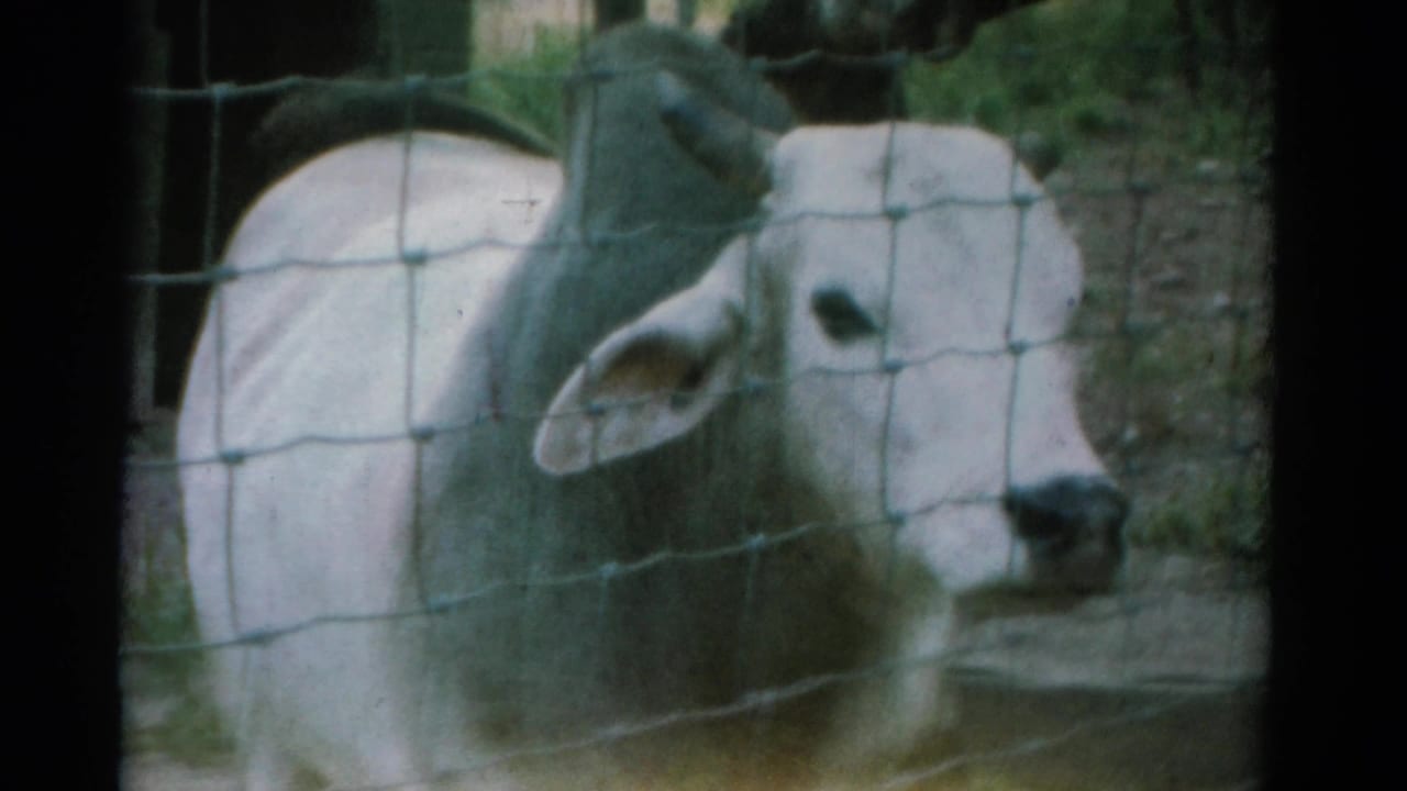 White zebu behind a wire fence in a shaded enclosure.