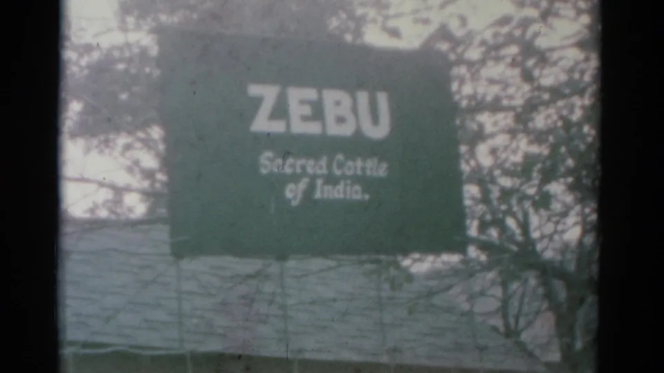 1962 Catskill 8mm frame with a green exhibit sign reading ZEBU and Sacred Cattle of India near bare tree branches.