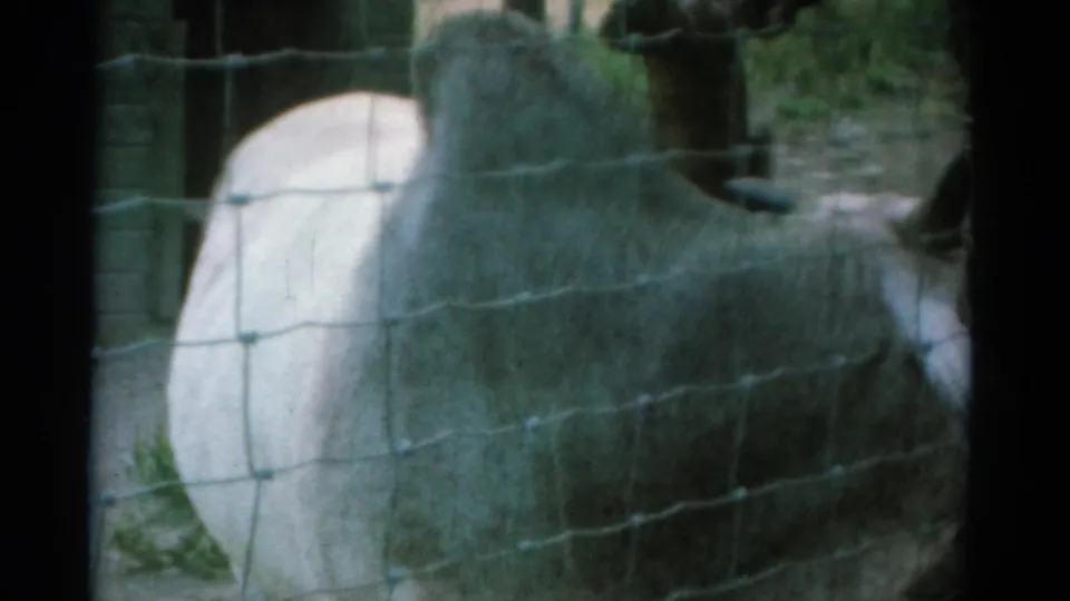 1962 Catskill 8mm frame showing the side of a white zebu close to wire fencing in an outdoor enclosure.