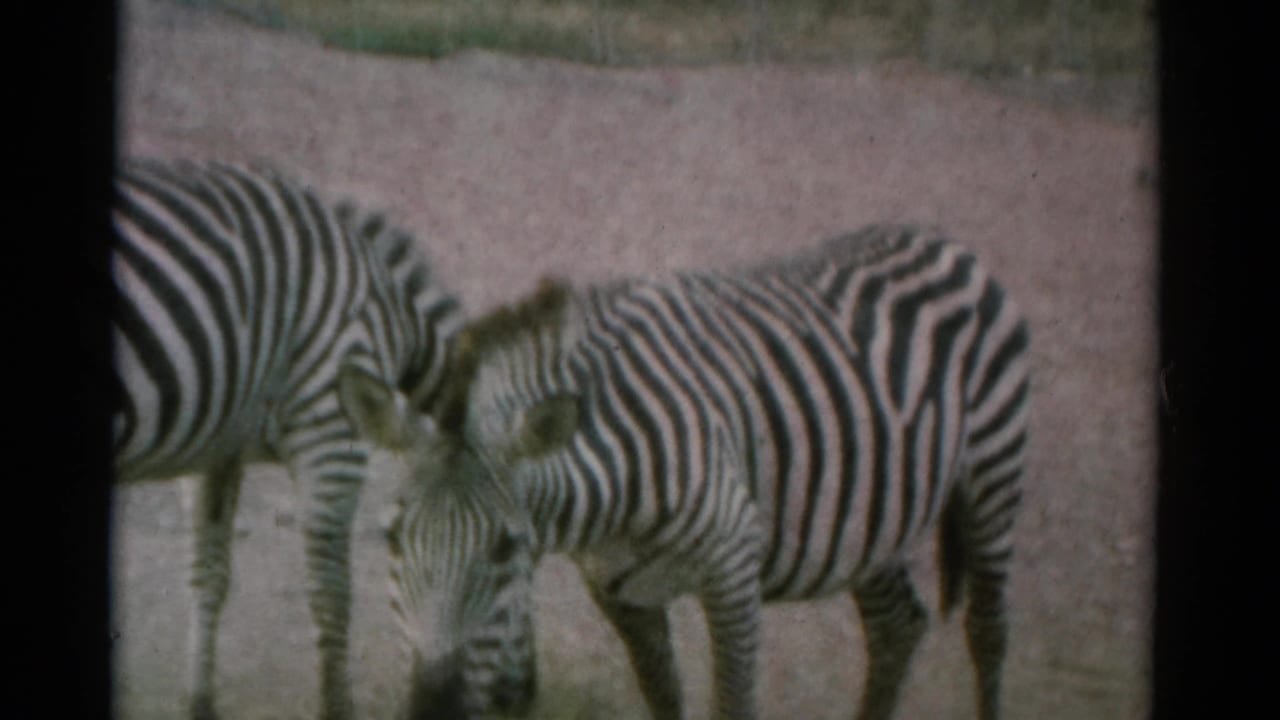 Three zebras grazing or standing on dry ground in an outdoor enclosure.
