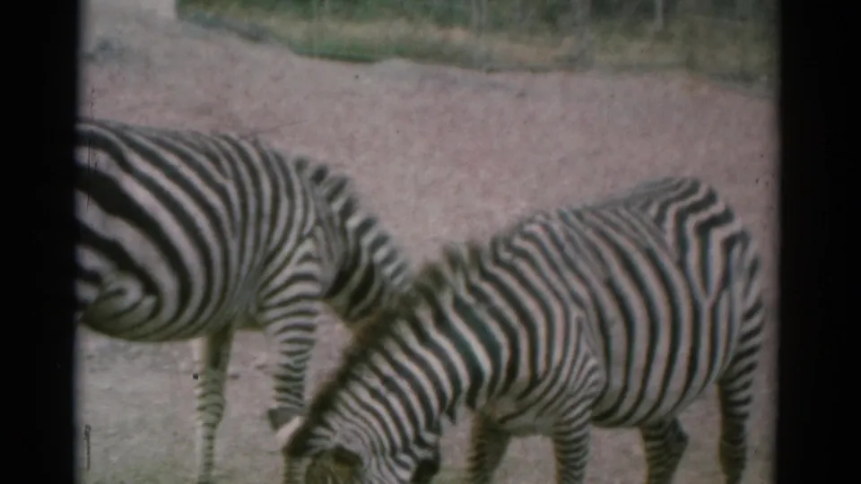 1962 Catskill, New York 8mm frame with zebras on pale dirt ground, one animal grazing while another stands partly cropped.