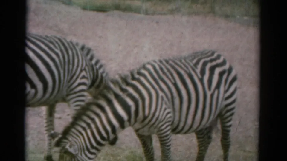 1962 Catskill, New York 8mm frame showing a zebra grazing in profile with another zebra partly visible at the left edge.