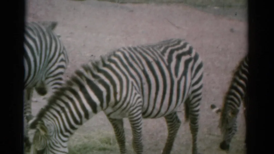 1962 Catskill, New York 8mm frame with a zebra grazing on sparse grass and another zebra partially entering from the side.