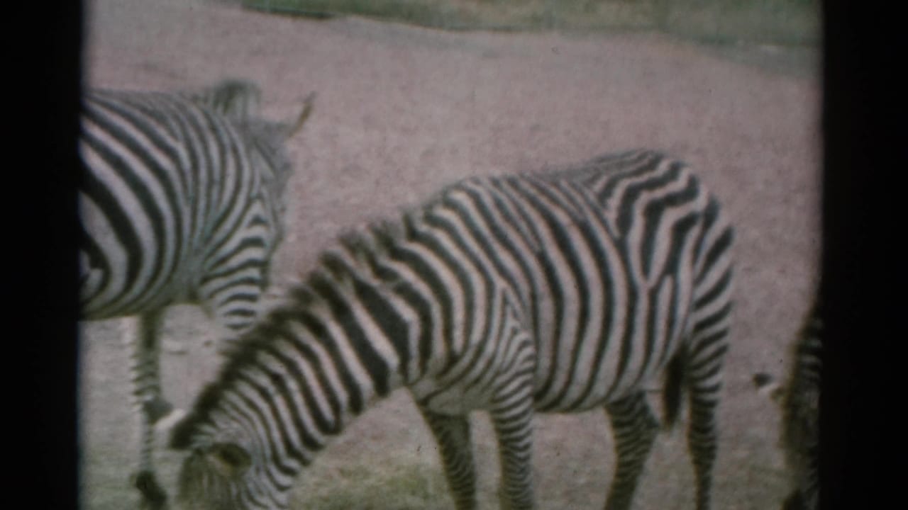 1962 Catskill animal park footage showing zebras feeding in a sandy fenced enclosure, framed by dark 8mm film edges.