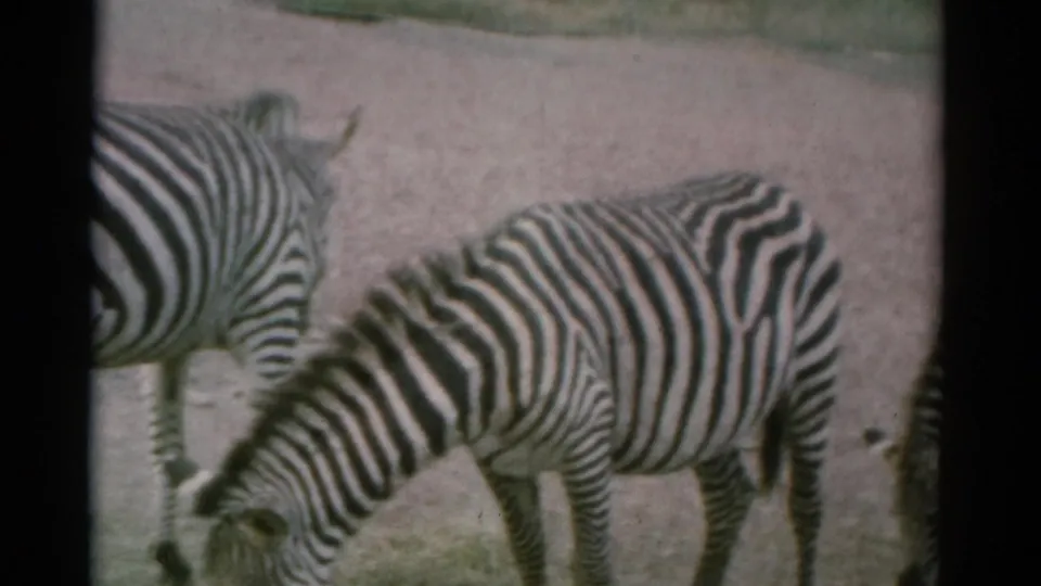 1962 Catskill animal park footage showing zebras feeding in a sandy fenced enclosure, framed by dark 8mm film edges.