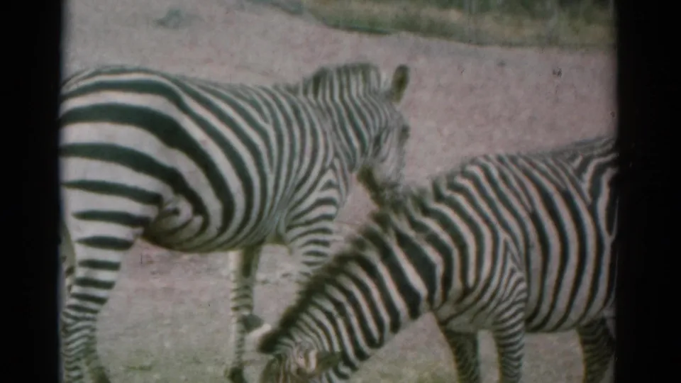 Zebras in a Catskill, New York animal park enclosure, one standing and one grazing in soft 1960s 8mm footage.
