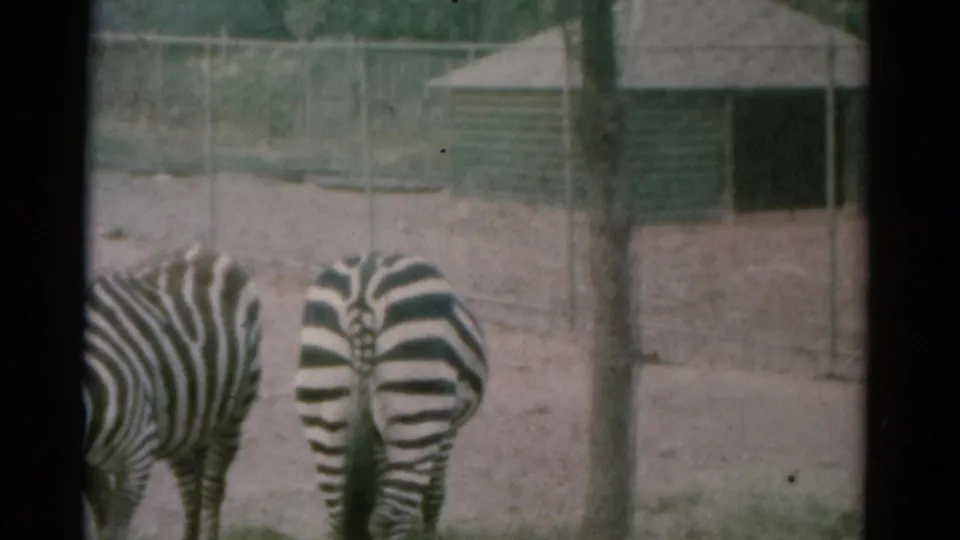 Rear view of zebras in a fenced Catskill animal park enclosure, with a small background structure visible in 8mm footage.
