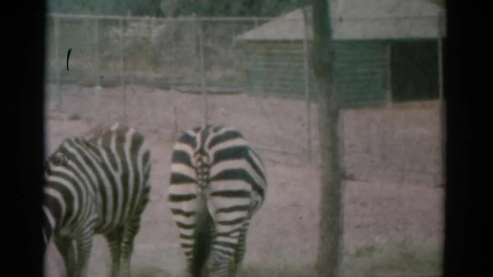 Catskill animal park frame showing zebras from behind near a fence and small structure, with faded color 8mm texture.