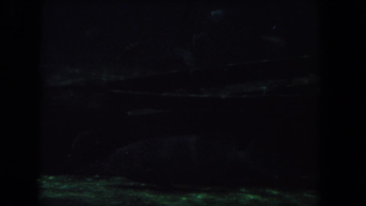 Dark aquarium view with water surface texture and faint fish shapes behind black frame edges.