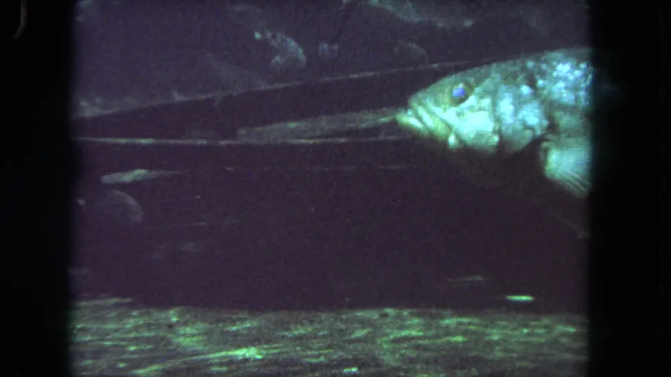 1962 Los Angeles 8mm frame showing a large mottled fish in close profile against murky green aquarium water.