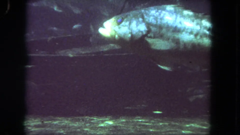 1962 Los Angeles 8mm frame of a pale mottled fish swimming through dark aquarium water with green reflections below.