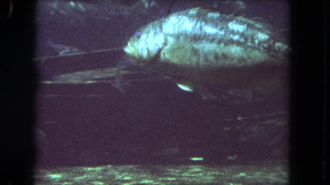 Large mottled fish swimming left in a dark aquarium tank with film-frame borders.