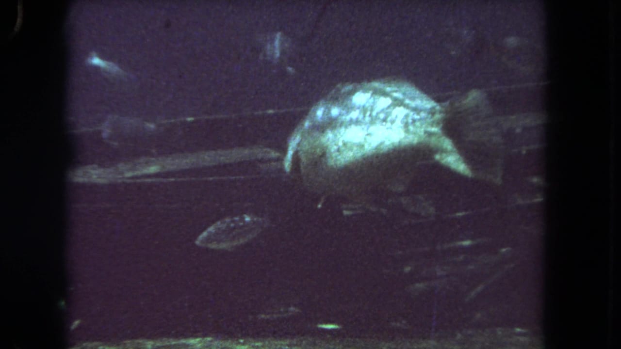 1962 Los Angeles 8mm frame with the large fish near the right edge of the tank and a smaller fish visible below it.