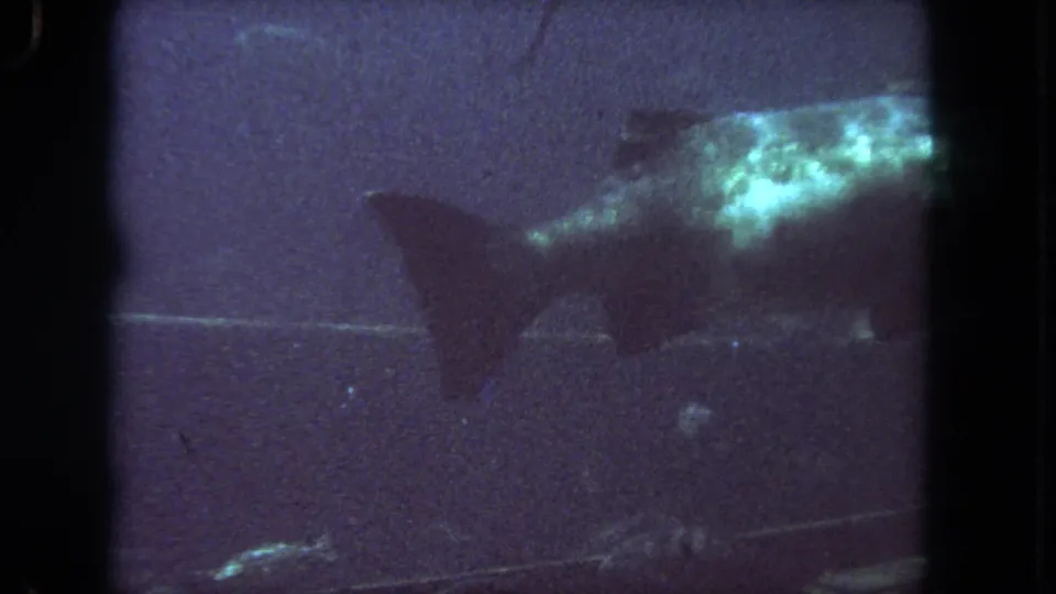 1962 Los Angeles 8mm frame with the large fish partly cropped on the right and small fish shapes near the bottom of the tank.