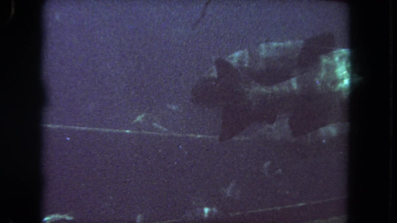 Large dark fish swimming in a dim aquarium frame with visible film grain.