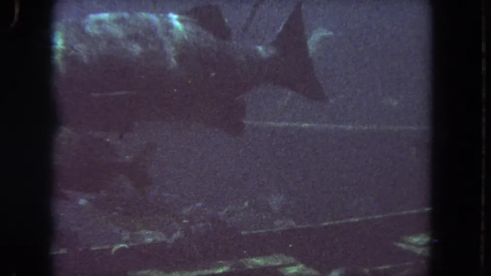 Large fish visible in the aquarium near the end of the 1962 8mm clip, with smaller fish shapes and pronounced film grain.