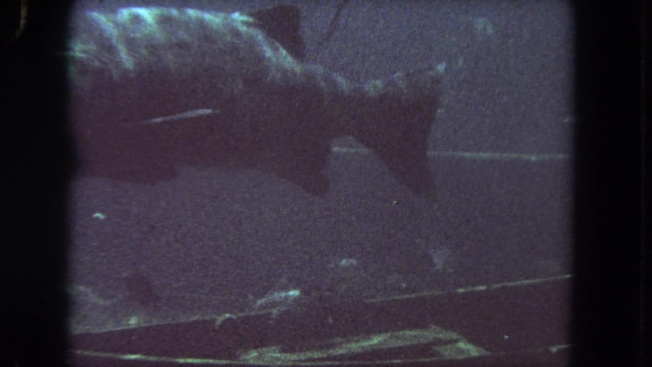 Large dark fish silhouette above smaller fish in a dim aquarium tank.