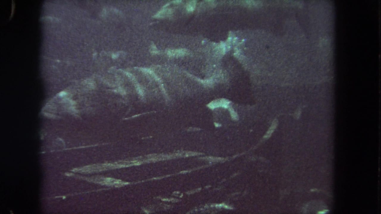 Fish shapes pass through murky water in a soft, grainy frame.