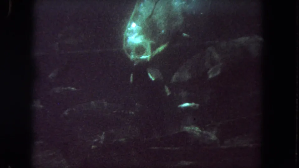 Closer 1962 underwater frame showing diver gear, nearby fish, and shadowy sunken boat material.