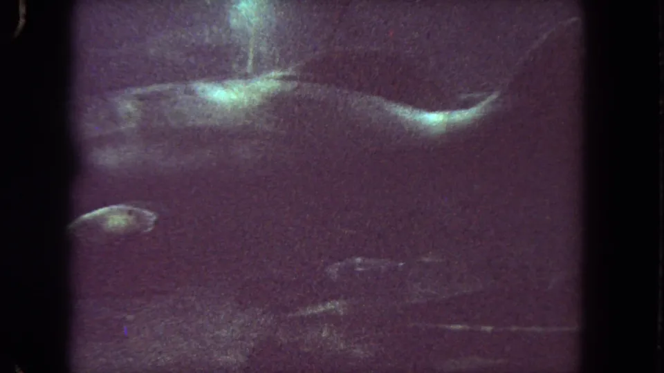 Large fish dominates the 1962 Los Angeles underwater frame while the helmeted diver is faintly visible higher in the water.