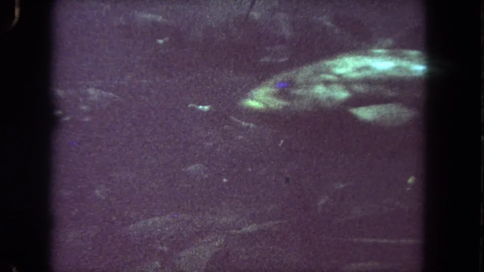1962 Los Angeles metadata frame with a pale elongated underwater form at right, possibly marine growth or rock, in dark grainy water.