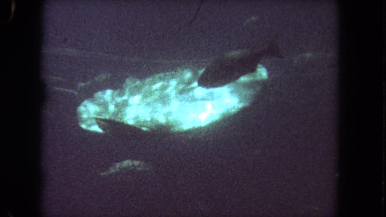 Bright greenish-blue fish swims through dark water with smaller fish nearby.