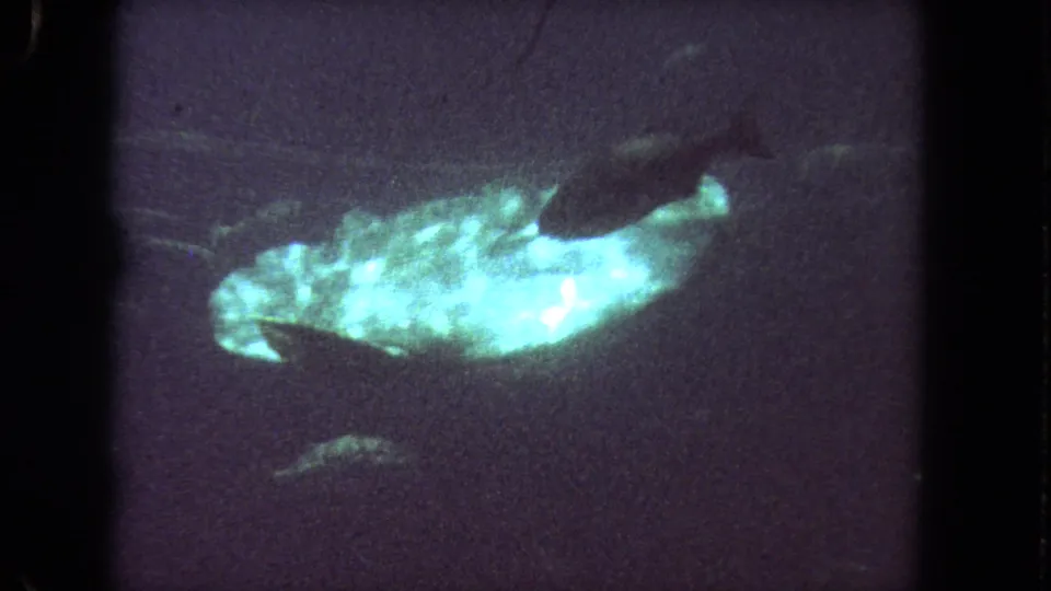 1962 Los Angeles 8mm frame with a bright greenish-blue fish crossing dark underwater space as smaller fish pass nearby.