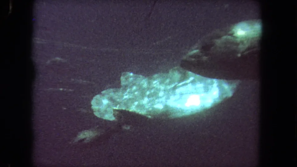 1962 8mm Los Angeles underwater frame showing a large bright fish beneath a dark masked diver or swimmer form.