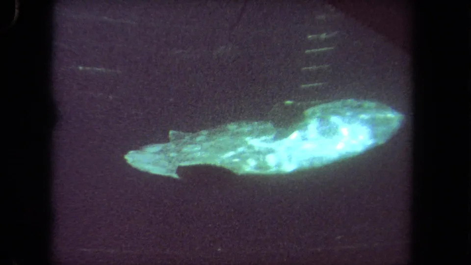 1962 8mm still with a glowing shark-like fish or marine animal seen side-on in dark water, with visible grain and edge shadows.