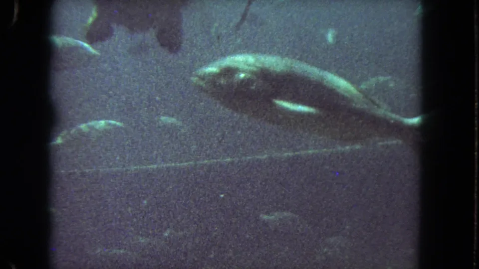 A large sea turtle crosses the aquarium frame with smaller fish nearby in 1962 Los Angeles 8mm footage.