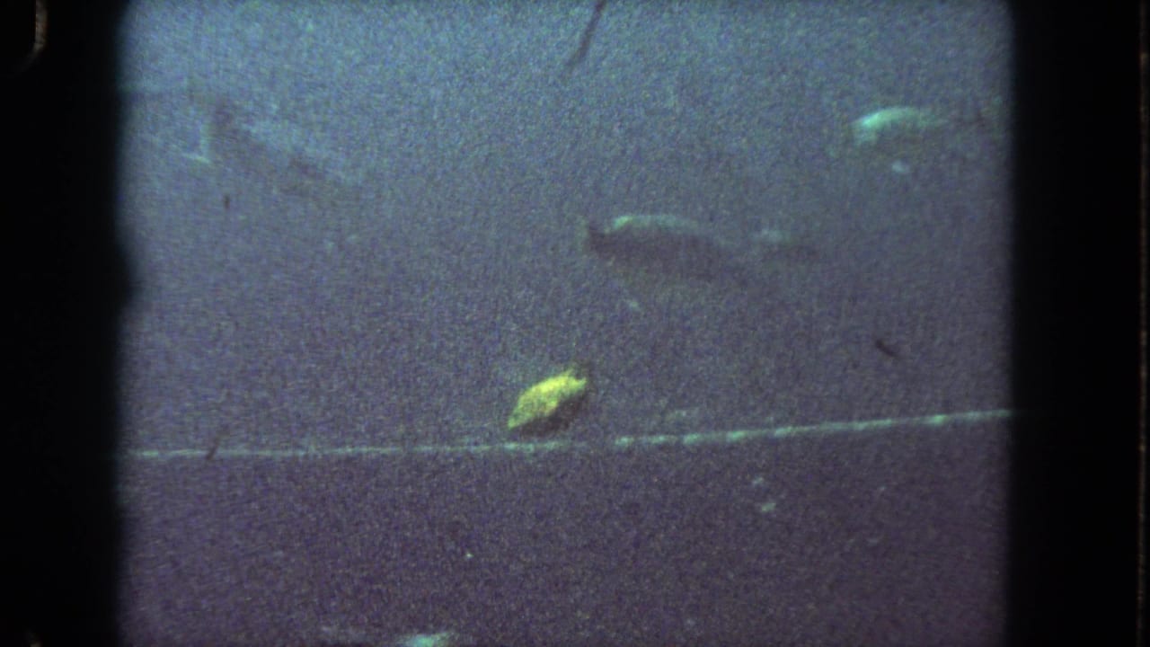 1962 Los Angeles 8mm frame with fish suspended in dim green-blue water, framed by dark film edges and visible grain.