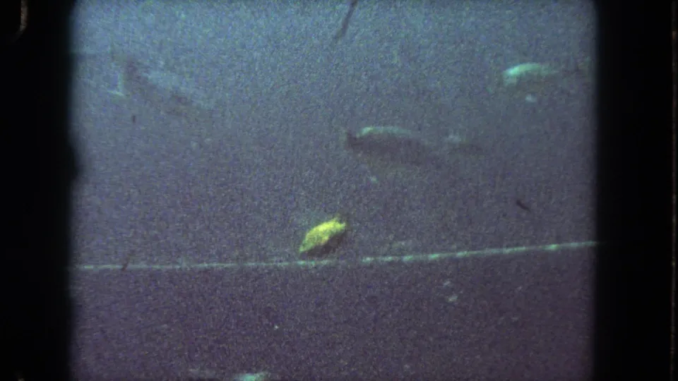 1962 Los Angeles 8mm frame with fish suspended in dim green-blue water, framed by dark film edges and visible grain.