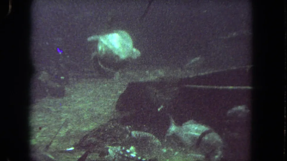 1962 Los Angeles 8mm frame showing a turtle near the bottom with fish nearby in a grainy green-tinted aquatic setting.