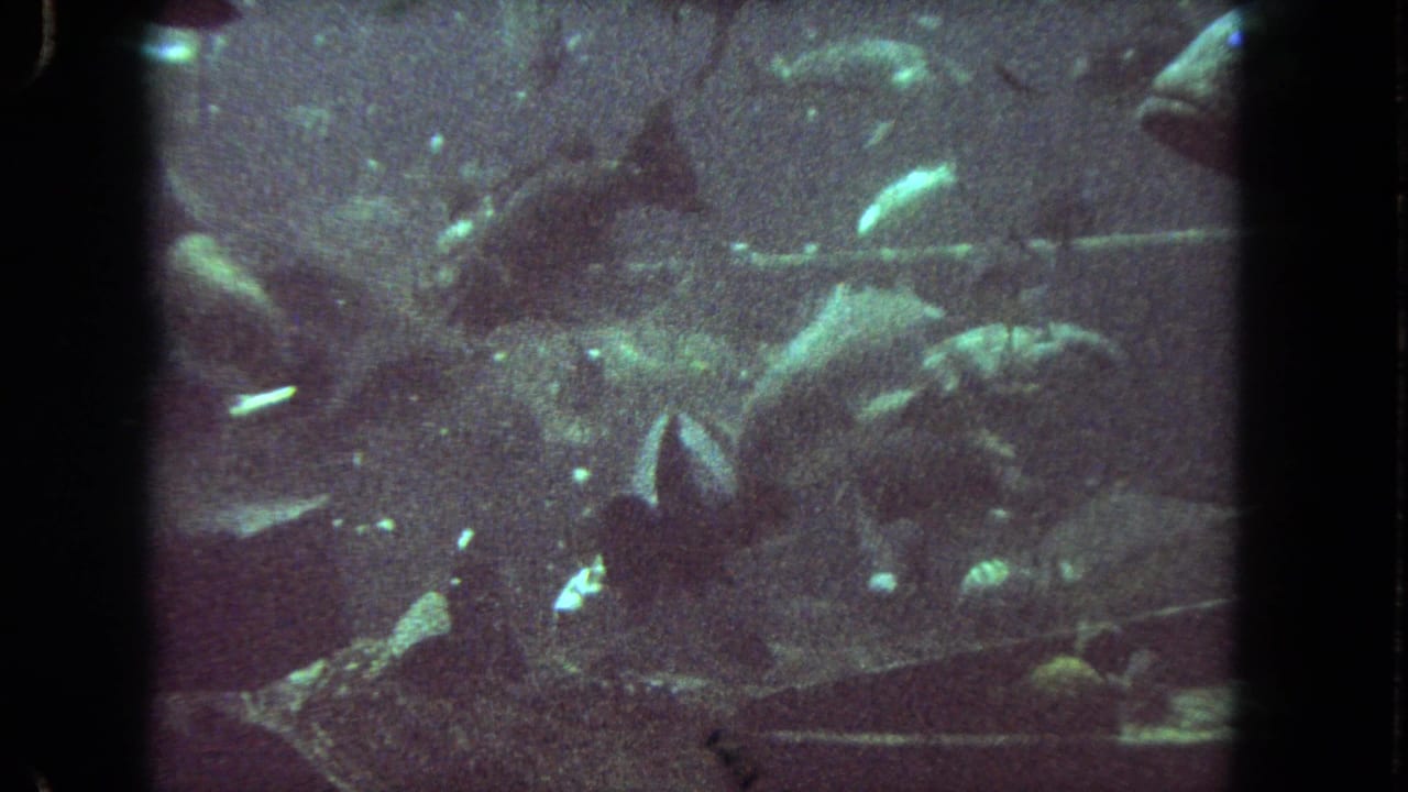 Grainy 1962 8mm underwater view with fish crossing the frame and a scuba diver partly hidden in the low-light background.