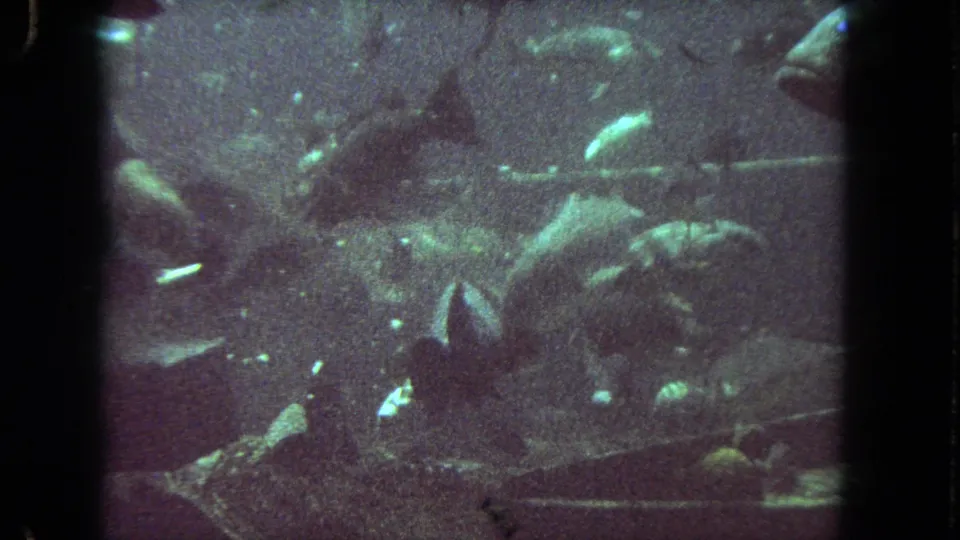 Grainy 1962 8mm underwater view with fish crossing the frame and a scuba diver partly hidden in the low-light background.